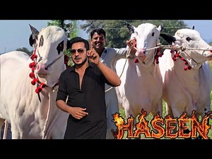 Z & F Cattle Farm - Extremely Big Dangerous Fatehjangi - Bakra Eid 2026 - Reasonable demands 😍