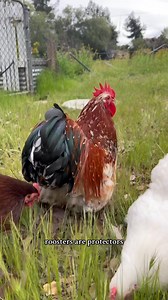 Every flock should have a rooster! 🐓 | simply.chickens