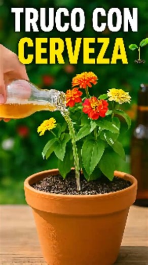 To care for your plants: This beer trick makes your plants grow exponentially 🍺🌱