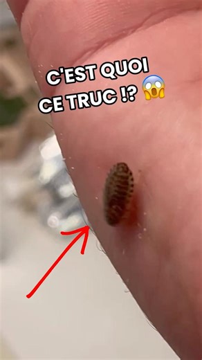 LOOK AT THE SIZE OF THIS BABY 😳🪳