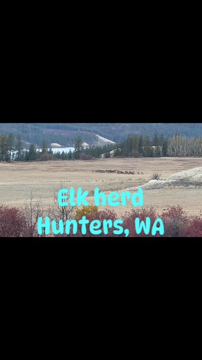 Elk herd this morning. The beauty of Hunters, Wa. #hunterswa | Hunters Hub - News, Events & Resources