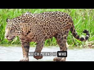 Incredible fun facts about jaguars