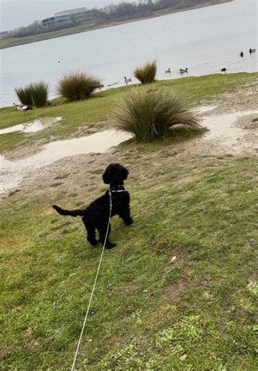 Unconditional Love: Heartwarming Moments with Cockapoos
