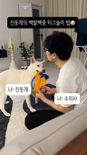 진돗개와 수의사 아빠의 백발백중 터그놀이 법🐶👨‍⚕️ #강아지 #진도개 #수의사