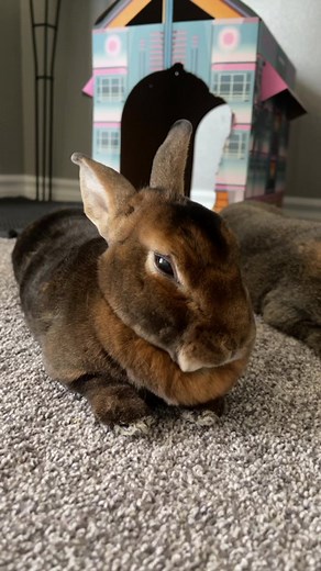 This audio fits my three to a T 😂 #bunny #rabbit #threekindsofpets
