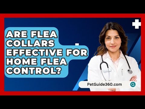 Are Flea Collars Effective For Home Flea Control? - PetGuide360.com
