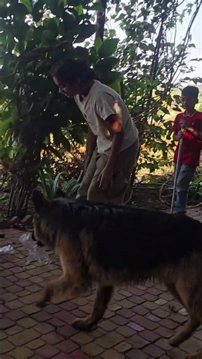 German shepherd dogs playing with kids best gardening dog in world #dog #germanshepherd