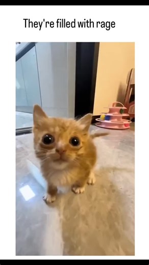 Stranger World | This X post from @catsareblessing shares a 66-second compilation video of kittens hissing, growling, and making grumpy faces, captioned... | Instagram