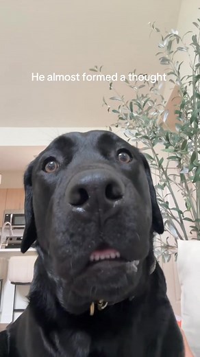 Understanding Thought Formation in Communication