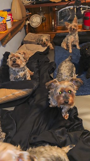 18 reactions | 15 yorkie poo puppies in the waterbed with me tonight. good night puppies. ( and NO none of them ever mess the bed- ever) they are all highly trained emotional support dogs. Puppie adoption always available 252-468-3169 | Scott Rodrigues | Facebook