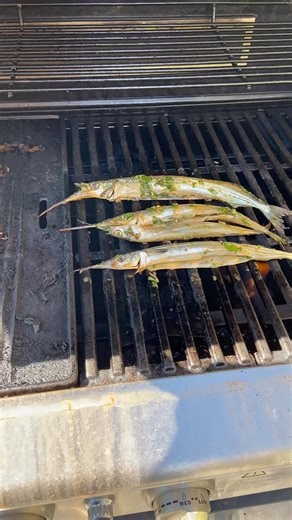 2.4K views · 55 reactions | Let’s put another garfish on the barbie! What’s your favourite seafood to cook this way? | Victorian Fisheries Authority | Facebook