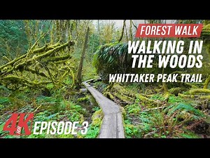 4K HDR Scenic Walking in the Woods - Ep 3 | Deep Forest Hike for Amusing Treadmill Workout