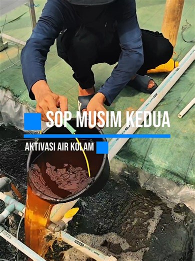Dalam budidaya melon hidroponik, persiapan air kolam menjadi salah satu langkah awal yang cukup diperhatikan sebelum nutrisi dimasukkan ke dalam sistem. Dalam budidaya melon hidroponik sendiri, setiap petani biasanya memiliki metode masing-masing dalam menyiapkan kondisi awal air kolam. Salah satu metode yang cukup sering digunakan adalah aktivasi air kolam menggunakan EM4 dan molase sebelum nutrisi diberikan ke tanaman. Sebagian petani menggunakan metode ini dengan tujuan membantu membangun lin