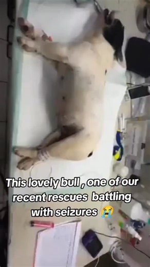 NEW RESCUE FIGHTING FOR HIS LIFE 💔 We just rescued this poor bulldog — trembling, weak, and fighting through painful seizures. You can see the fear in his eyes, yet his heart is still holding on. He’s been through so much, possibly neglected for months, and now every minute matters. The vet confirmed he needs urgent treatment costing $400 to help control the seizures and begin his recovery. Please, your support can give him a real chance to live without pain and fear. Every donation, no matter 