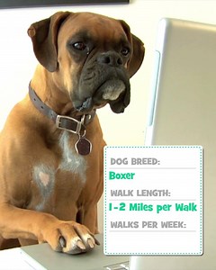 110 reactions · 11 shares | Can't walk your ? Hire a 5-star local walker on-demand within 30 minutes! | Wag | Facebook