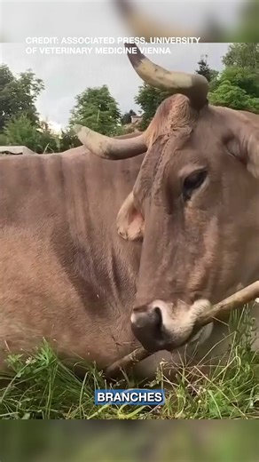 CLEVER COW: A video of a cow scratching herself with a broom shocked viewers and researchers due to the cow's clever ability to use tools as an itch-relieving innovation. https://www.wfla.com/top-videos/video-cow-demonstrates-clever-use-of-broom-tools-to-scratch-herself/ | WFLA News Channel 8