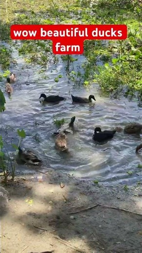 ducks farm #duck #duckfarming #nature #animals #shorts