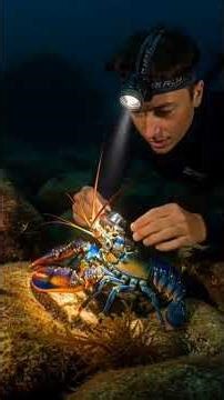 Diver Discovers a Stunning Rainbow Spiny Lobster in the Deep Ocean 🌊🦞