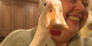 Duck gets 3-D printed prosthetic leg