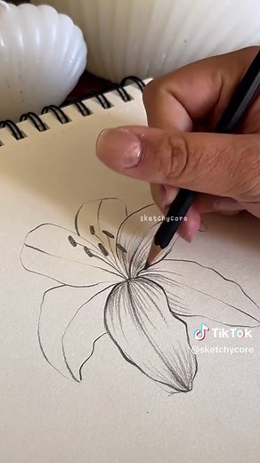 Lily Flower Drawing Tutorial for Beginners