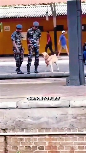 This Dog Found Happiness in the Middle of Duty !!