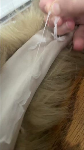 Making a wolf tail part 1! My first ever tail!!!