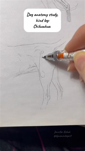 Dog anatomy study, Chihuahua back leg traditional art pencil sketch #drawing #dogart #sketching #art