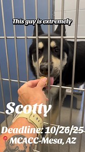 4.5K views · 57 reactions |  SCOTTY NEEDS A HERO — Deadline October...