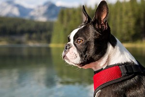5 Best Boston Terrier Breeders In Ontario