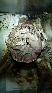 Quick little time lapse of the current deer head in the tank | Beetle Brothers