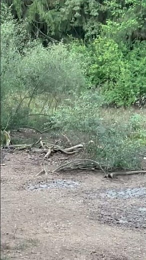 HUNTING WITH TED NUGENT, sunrise safari ranch , Jackson, Michigan My 1st hog hunt ever!