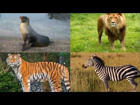 Learn Forest Animals Names and Sounds With Tony games review for kids