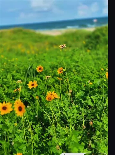#galvestontx #sunflower #beachvibes 🌻 ⛱️