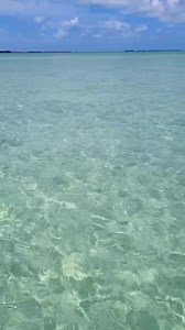 October hits differently in Key West Florida. 🌊👻☀️🌴 Sea Monkey Charters CoCo's Monkey #keywest #florida | Stay Salty Florida