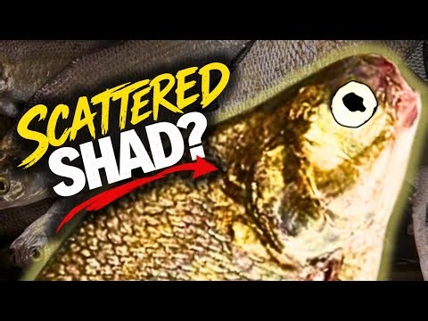 How I Find Scattered Shad Fast(No Electronics)