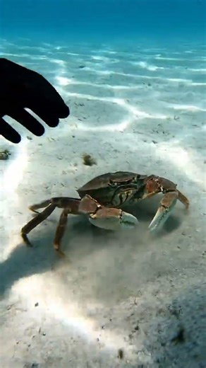 Underwater Encounter: Safely Picking Up a Crab
