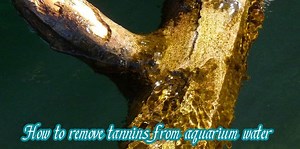 How to remove tannins from aquarium water