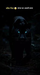 Black Panther जंगल का असली साया 🐆 | Silent Killer of the Jungle | Black Panther Facts Hindi