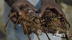 3.1K views · 25 reactions | Fourth and very significant Chapter of PWM's documentary which is about the Luxury Tourism and Travel to Dominica in it's beautiful raw nature. Editor in Chief Yuri Bender takes a dig over Dominica's tourism and its importance for the foreign tourists. The episode features Robert Tong, Minister of Tourism and Culture of Dominica, who details about diverse and unique culture of Dominica including Kalinago Territory. | WIC News | Facebook