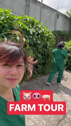 10K views · 455 reactions | Farm interview.. #baboy #agriculture #farmlifestyle #Sow #piglet #tutorialvideo #agribusiness #hog #piggies #Hograiser #pigs #piglets #hogs #swine #pig #PIGGERY #Hograiser #Hograising #farmlife #interview | Carmela Swine Farm | Facebook