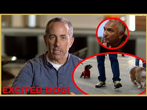 Can Jerry Seinfeld Walk His Overly Excited Dog? | Cesar 911