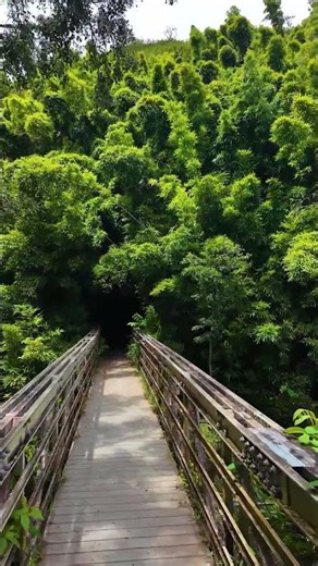Dense Bamboo Forests and Waterfalls Galore on the Pipiwai Trail