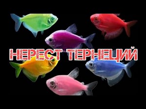 РАЗМНОЖЕНИЕ ТЕРНЕЦИЙ