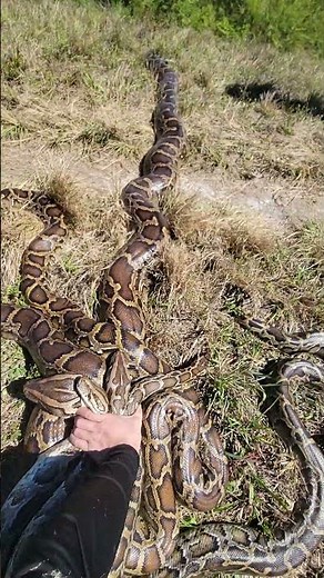 INSANE PILE OF SNAKES!