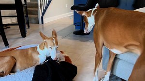 I’ve had many questions about the knuckleheads and how they’re doing while we’re away. I hope this sets everyone’s mind at ease. Their third most favorite person in the world is taking great care of them. | Chuck Bell