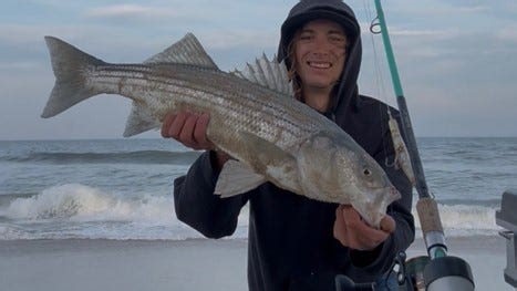 Striped bass spring surf run off to fast start, black drum invade