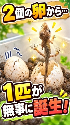 【カナヘビ】2個の卵から1匹が無事に誕生！赤ちゃんカナヘビが孵化しました🦎