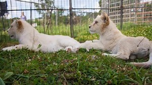 107 reactions · 11 shares | McLaren Circus', long term, veterinarian did his regular inspection and yearly inoculation to all our animals, today. He, once again, complimented Circus Owner, David McLaren, on the exceptional condition of all our Beautiful Performing Animals | McLaren Circus | Facebook