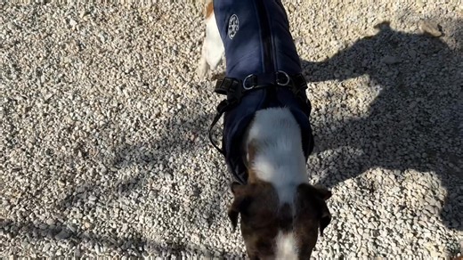 Fivos in fashion 😍🥳O Φοίβος ​​είναι μέσα στη μόδα 😍🥳 βωβή | Takis Shelter non profit organisation