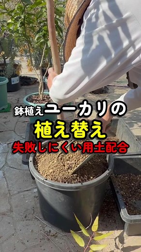 鉢植えユーカリの植え替え｜失敗しにくい用土配合 2026年4月 @kittoyoigarden レモンユーカリ鉢増しして3年 表土がカチカチ 葉の色もなんだか悪い そんなユーカリは 肥料より先に 用土を見直した方がいいかもしれません。 ユーカリは 乾燥気味を好むので 大切なのは 肥料より 水はけのよい用土です。 【基本配合】 赤玉土4:鹿沼土2:腐葉土2:軽石2 この配合なら ・排水性が高い ・根腐れしにくい ・長く安定して育てやすい ユーカリは 配合した有機物が ゆっくり肥料になります。 だから基本は 元肥なしでもOKです。 植え替えの手順は 概要欄のロング動画で 実演解説しています。 ロング動画はこちら▶ https://youtu.be/MNYKBosoi0Y ブログはこちら▶ 「ユーカリ」で検索 https://kitanogarden.com #ユーカリ #ユーカリの育て方 #鉢植えユーカリ #植え替え #園芸初心者
